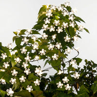 Solarlichterkette Draußen - Blossomray